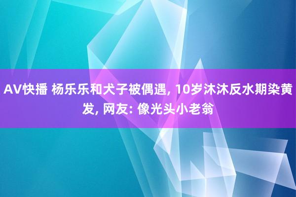 AV快播 杨乐乐和犬子被偶遇， 10岁沐沐反水期染黄发， 网友: 像光头小老翁