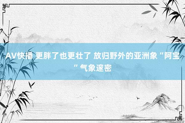 AV快播 更胖了也更壮了 放归野外的亚洲象“阿宝”气象邃密